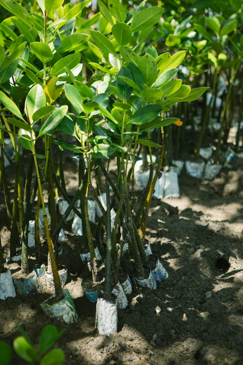 Kenya Mangroves Project
